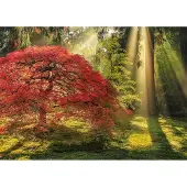 Heye Puzzle Forêt Magique Guiding Light - 1000 pièces