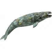 Collecta Baleine grise - - Jouets éducatifs de haute qualité pour enfants