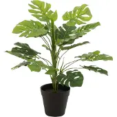 J-Line Philodendron en pot plastique vert small