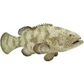Safari Ltd 265329 Perche Goliath 14 cm, série Animaux aquatiques