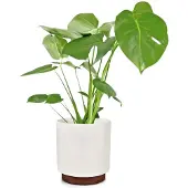 Fox & Fern Enspijk pots de fleurs bois de noyer polystone fait à la main 2 tailles