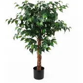 PT Living Fig Ficus (110 cm)