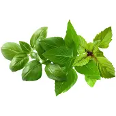 Click and Grow Smart Garden Refill 9-pack Basil Variety Mix (Pousses)