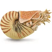 Collecta Nautilus Pompilius - (XL)