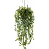 Noname Sztuczna roślina wisząca SENECIO, 60 cm