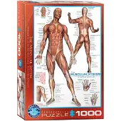 Eurographics Système musculaire Puzzle 1000 pièces
