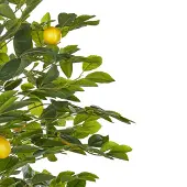 Beliani Plante artificielle LEMON TREE Vert