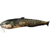 Energoteam Oreiller Poisson-chat