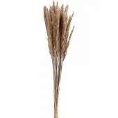 J-Line Botte pennisetum herbes sechees marron
