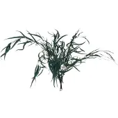 J-Line Bouquet eucalyptus sauvage seche vert