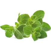 Click and Grow l'Origan Recharge Pack de 3