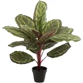 J-Line Peacock plante en pot plastique vert