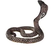 MOJO Cobra