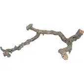 Trixie Branches Et Troncs De Liège