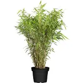 Everspring Bambou rouge - Ø29cm - ↕80cm - Ø19 - ↨60cm