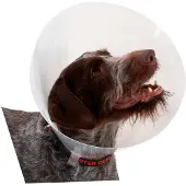 Kruuse Collier De Chien K273394 Elizabethan 10 Unités