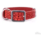 My Family Collier De Chien Tucson