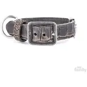 My Family Collier De Chien Tucson