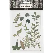 Creativ Company Fleurs et feuilles séchées Vert