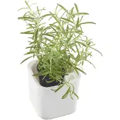 Orthex 53510 pot à herbes EDEN, largeur : 120 mm, blanc