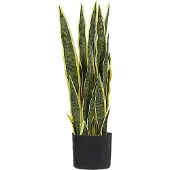 Beliani Snake Plant