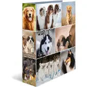 Herma Dossier A4 Motif (A4, 70 mm, 1 pcs)