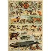 Grafika Puzzle Illustration du Larousse pour Tous : Mammifères, XIXè Siècle - 1000 pièces
