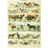 Grafika Puzzle Illustration du Nouveau Larousse Illustré : Mammifères, XIXè Siècle - 1000 pièces