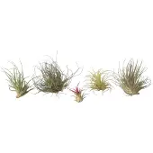FloraStore Plante aérienne - Set de 6 - Tillandsia - Hauteur 5-15cm - ⌀5cm