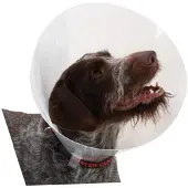 Buster Collier De Chien K273393 Elizabethan 10 Unités