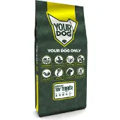 Yourdog Amerikaanse Toy Terriër Senior