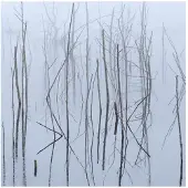 Import Frozen Bloom
