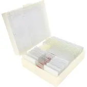 Konus Set de préparation pour cônes Bactéries Organismes simples 10 pcs.