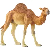 Schleich Figurine dromadaire - - Modèle Dromadaire - Thème Wild Life - Jouet éducatif - Enfant 3 ans et plus - Mixte
