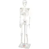 TickiT Jouets éducatifs squelette demi-tube modèle anatomie enfants