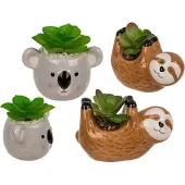 Ootb Succulente en pot, paresseux ou koala