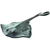 Safari 100507 - Figurine, raie pastenague, 17,8 cm