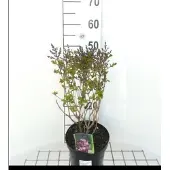 GRDplanten Syringa hybr. 'Josee' - Lilas 30- 40 cm - Conteneur