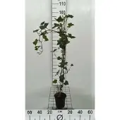 GRDplanten Hedera hibernica - Irian Efeu 80-100 cm | Topf