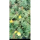 GRDplanten Hypericum hybr. 'Hidcote' - Millepertuis 25- 30 cm Conteneur