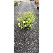 GRDplanten Hypericum hybr. 'Hidcote' - Millepertuis 30- 40 cm conteneur