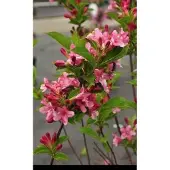 GRDplanten Weigela hybr. 'Rosea' - Weigelia 50- 60 cm - conteneur