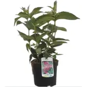 GRDplanten Weigela hybr. 'Rumba' - Weigelia 40- 60 cm - conteneur