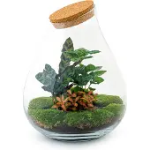 Urbanjngl Diy Terrarium - Drop Xl Red - ↕ 37 Cm