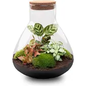 Urbanjngl Terrarium Diy - Sam Xl Red - 35 Cm