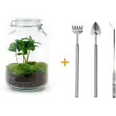 Urbanjngl Diy Terrarium - Pot - Coffea Arabica - 28 Cm