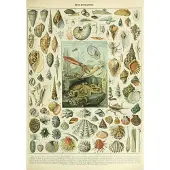 Grafika Puzzle Mollusques 1000 pièces Jeu éducatif Biologie