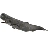 Collecta Casalot Baleine - Figurine d'animal