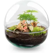 Urbanjngl Diy Terrarium - Dôme Rouge - 20 Cm