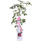 Everspring Vigne vierge chinoise - Ø15cm - ↕65cm